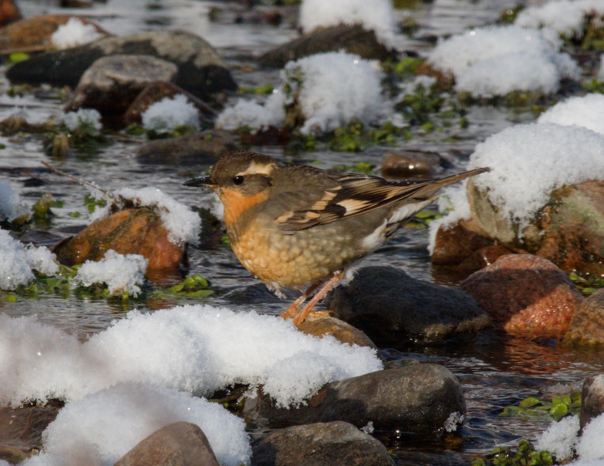 Varied Thrush - ML645956541