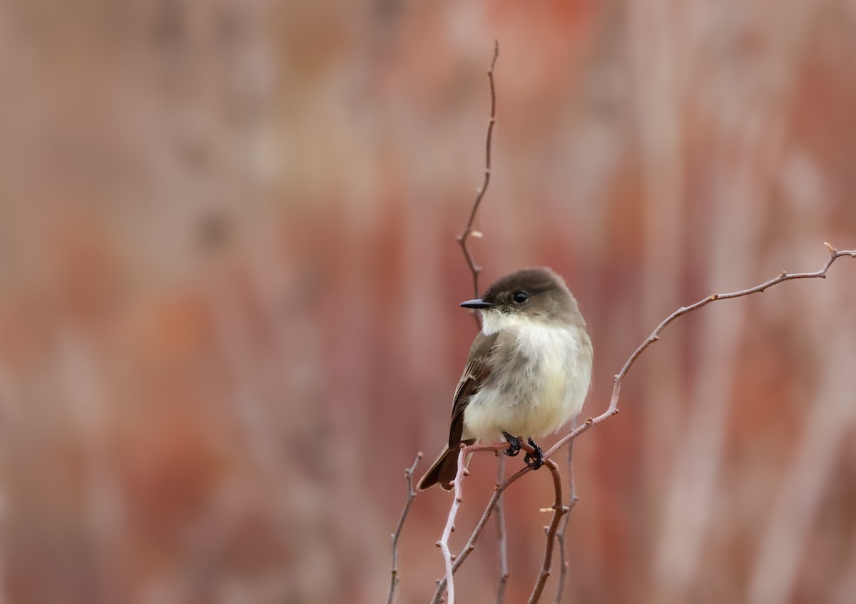 Eastern Phoebe - ML645956544