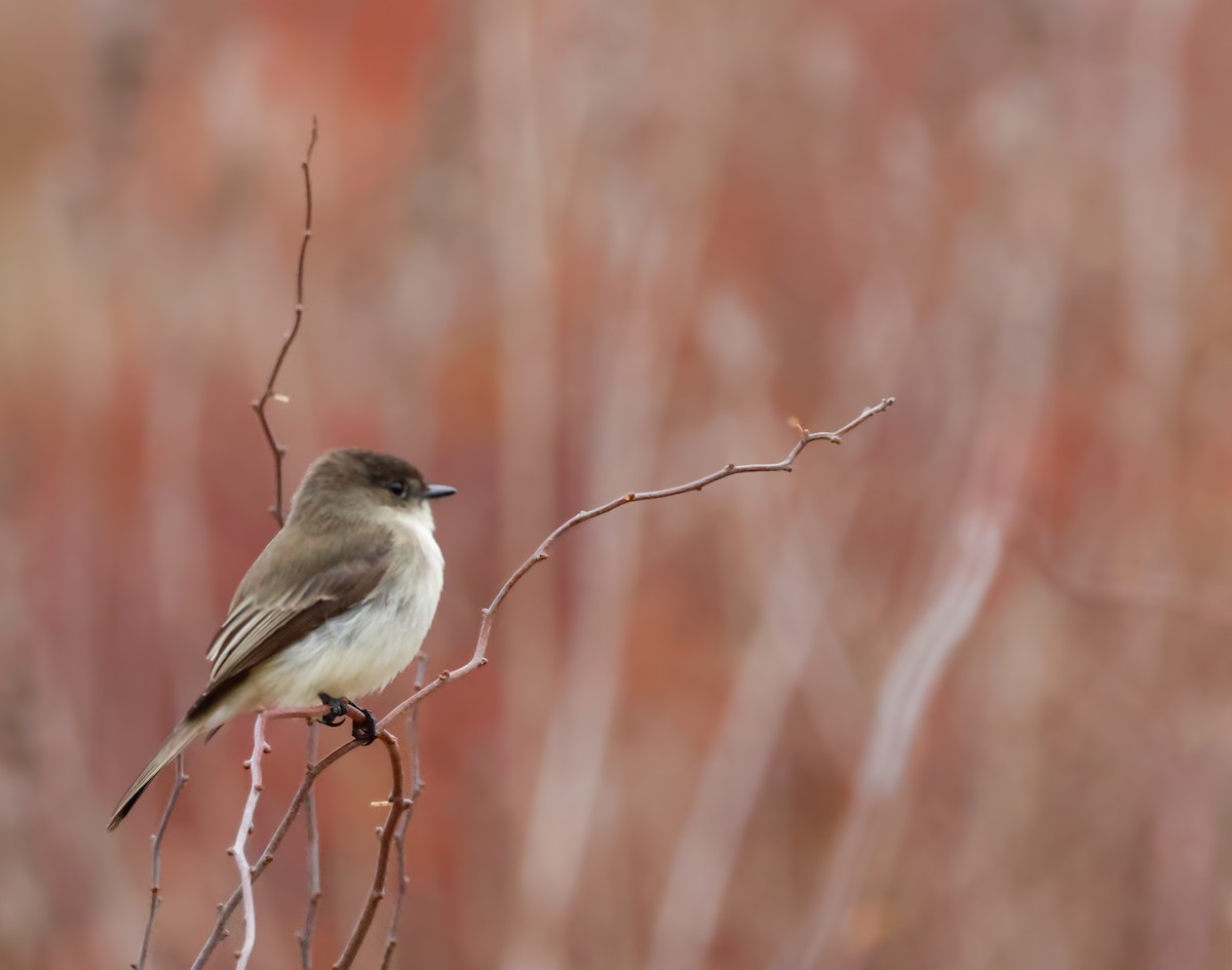 Eastern Phoebe - ML645956545