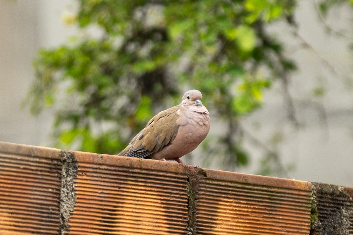 Eared Dove - ML645956548
