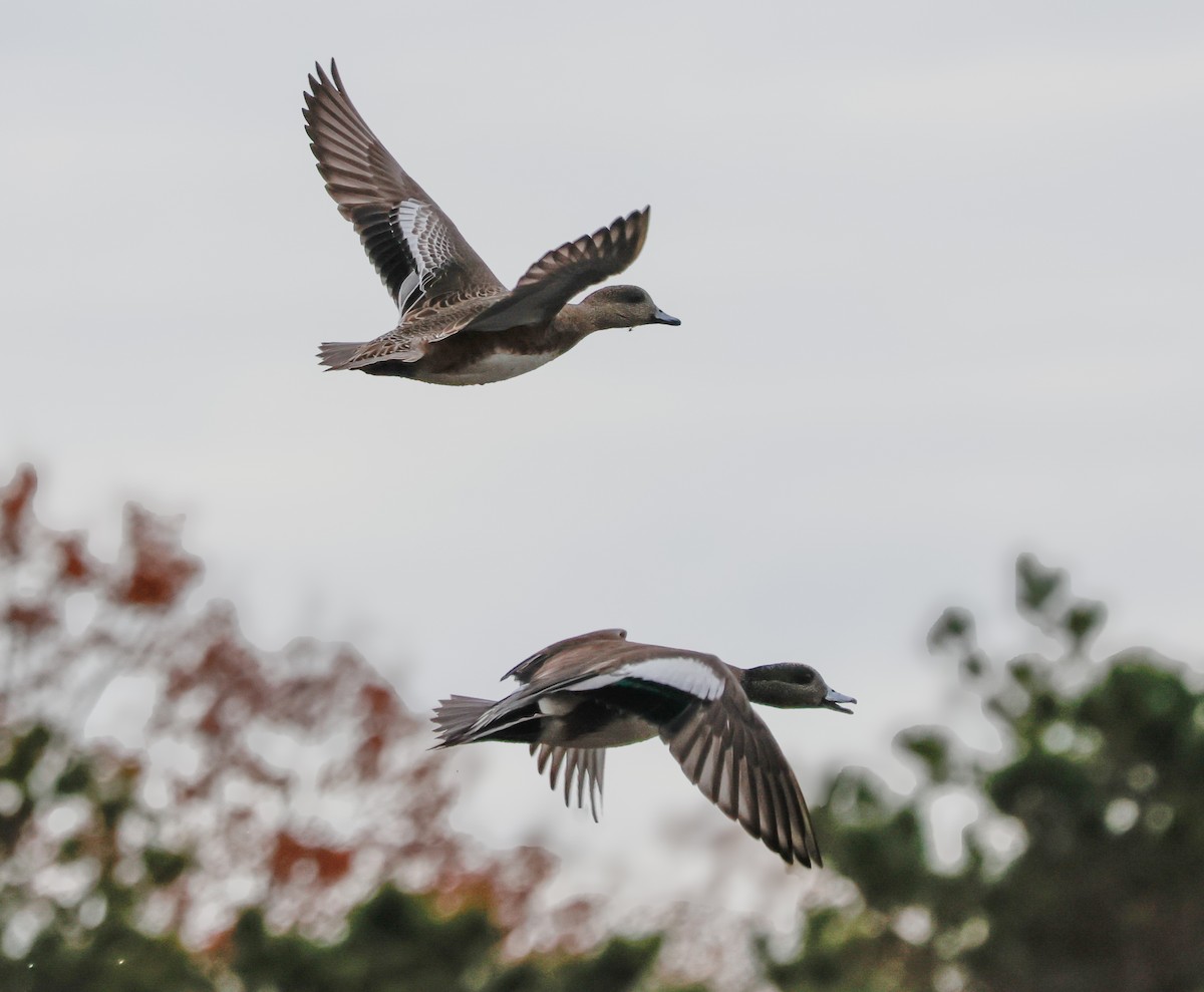 American Wigeon - ML645956552