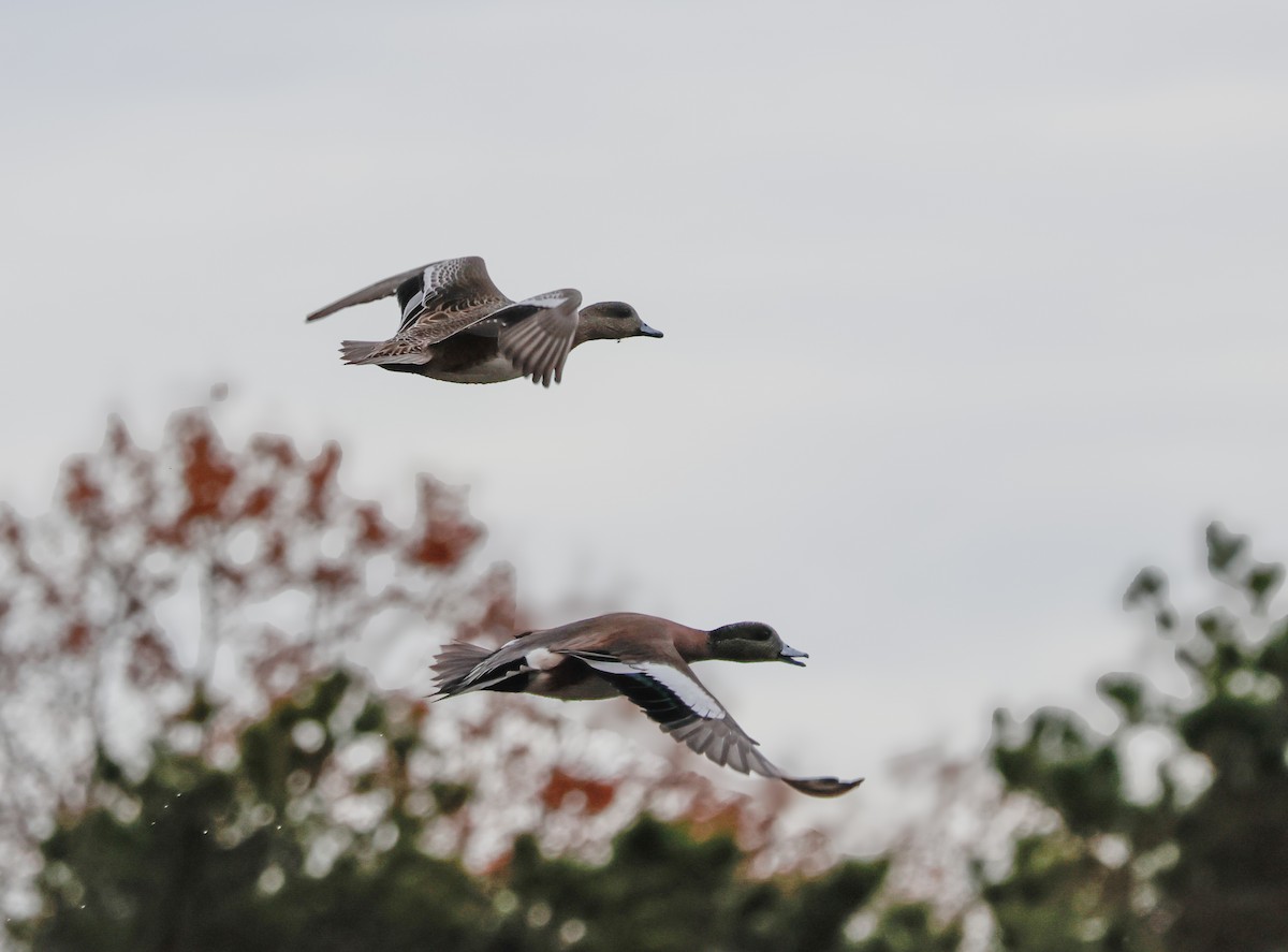 American Wigeon - ML645956553