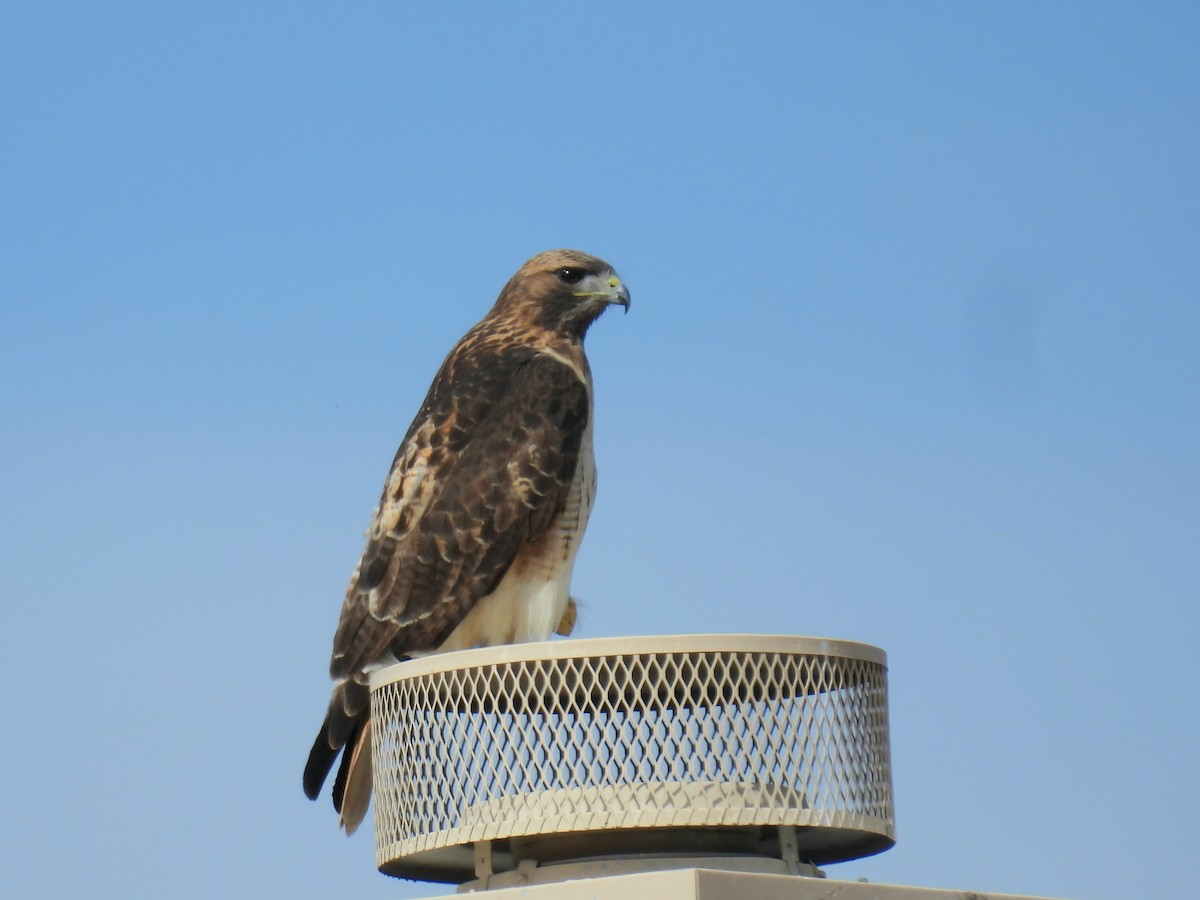 Red-tailed Hawk - ML645956556