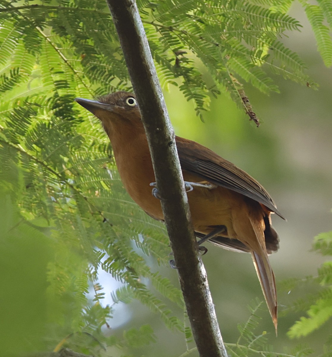 Dull-capped Attila - ML645956558