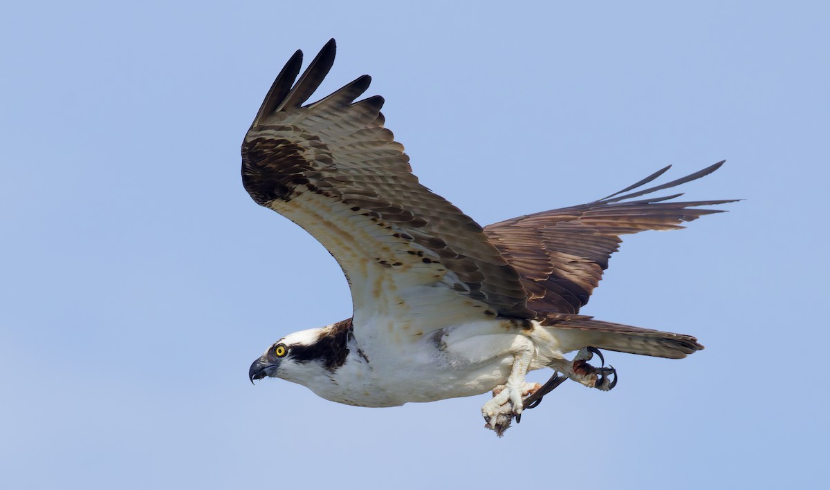 魚鷹 - ML645956559