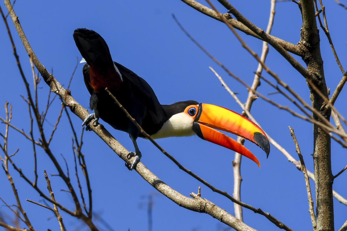 Toco Toucan - ML645956560