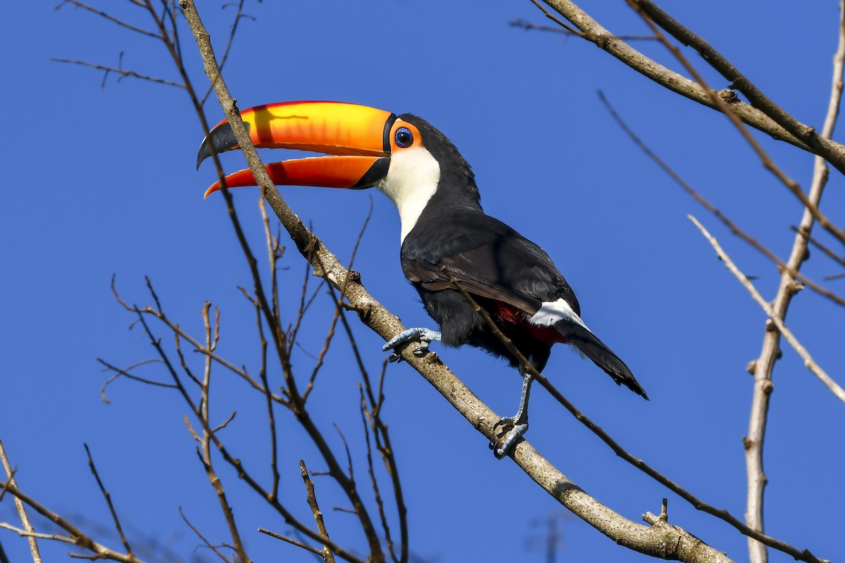 Toco Toucan - ML645956561