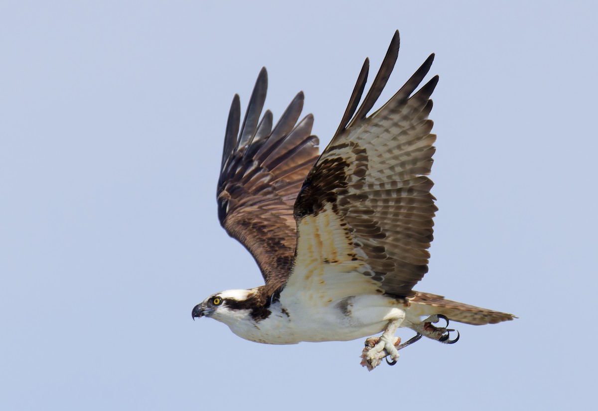 魚鷹 - ML645956562