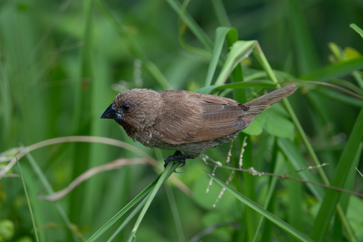 斑文鳥 - ML645956563