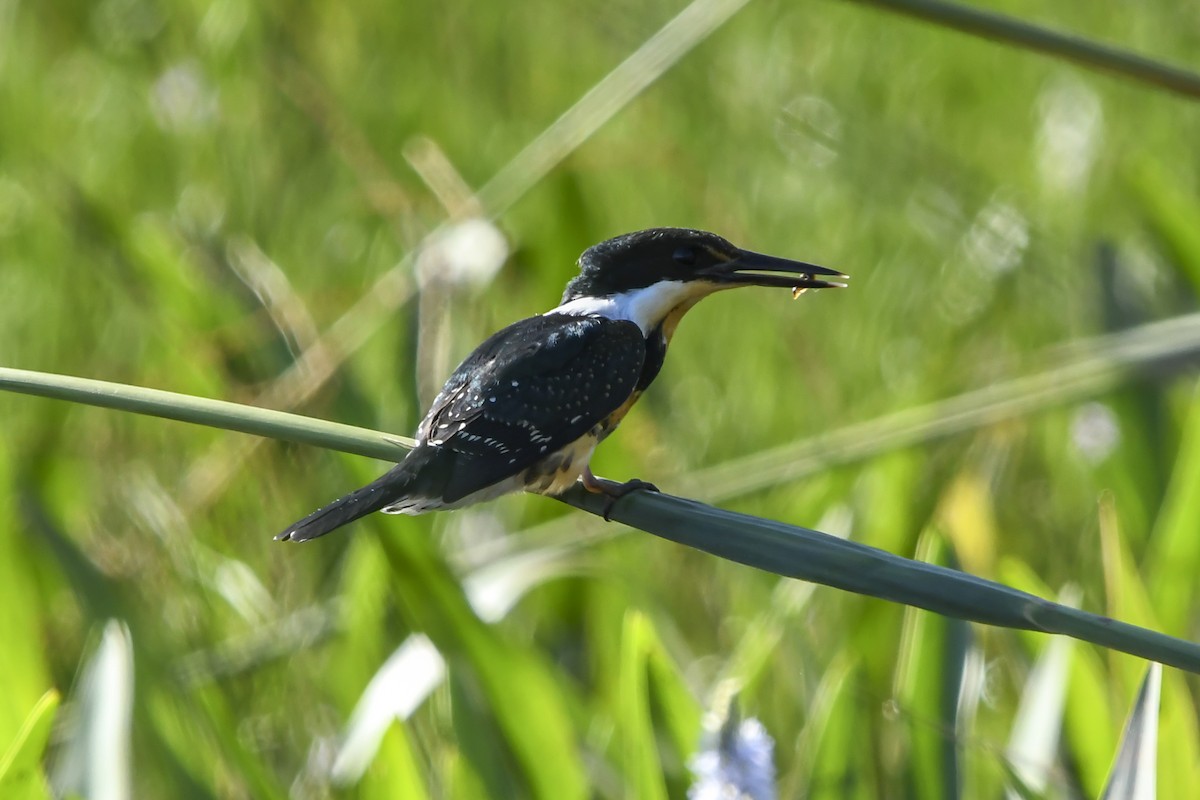 Green Kingfisher - ML645956564