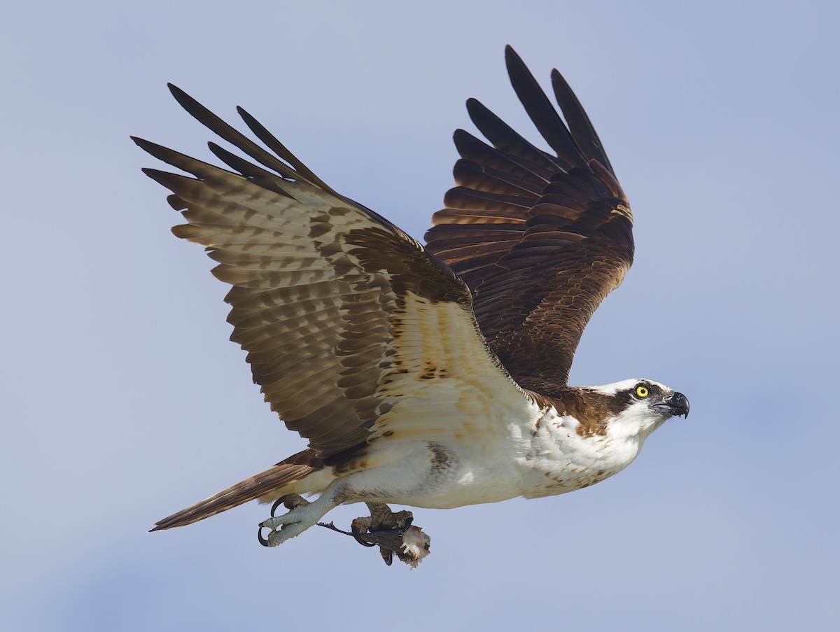 魚鷹 - ML645956565