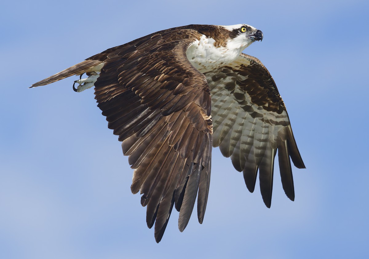 魚鷹 - ML645956566