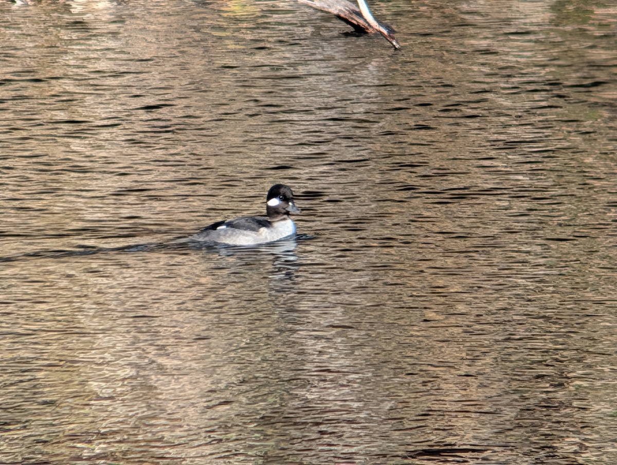 Bufflehead - ML645956571
