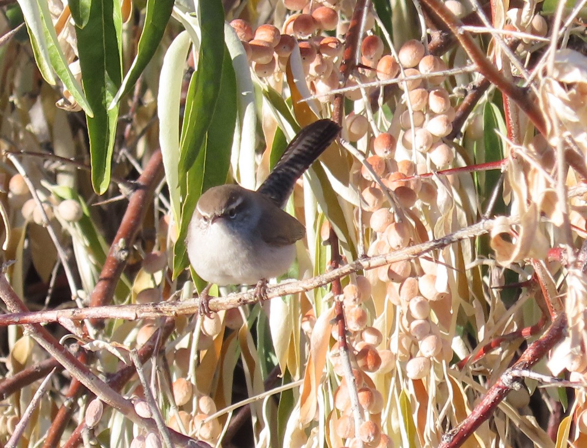 Bewick's Wren - ML645956572