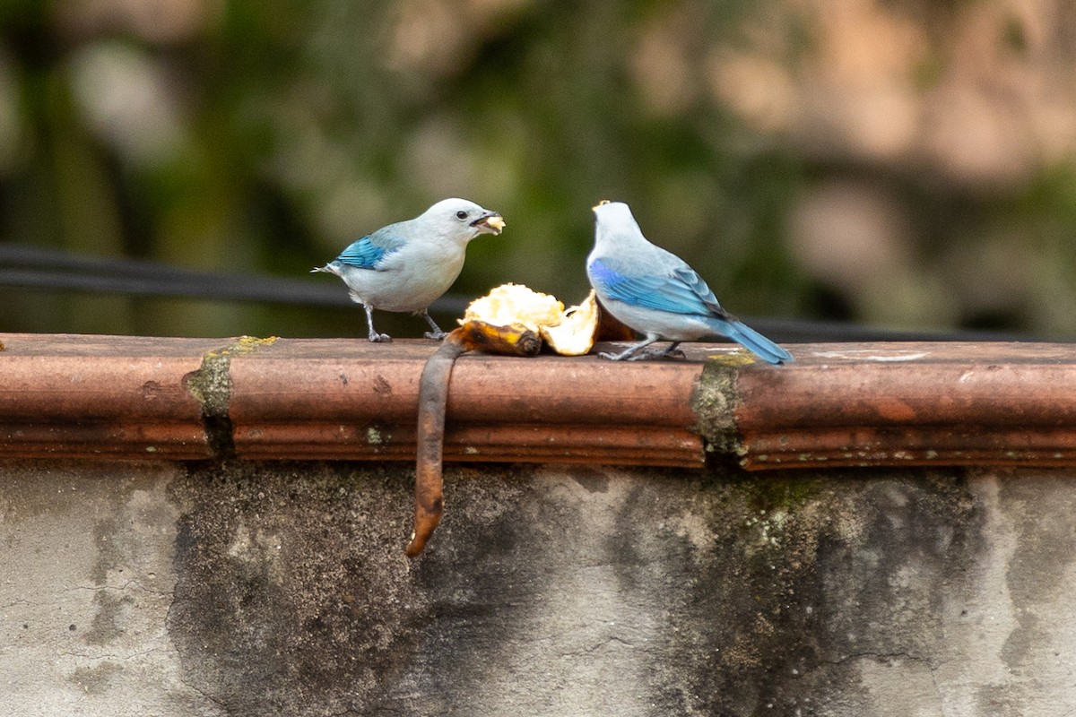 Blue-gray Tanager - ML645956573