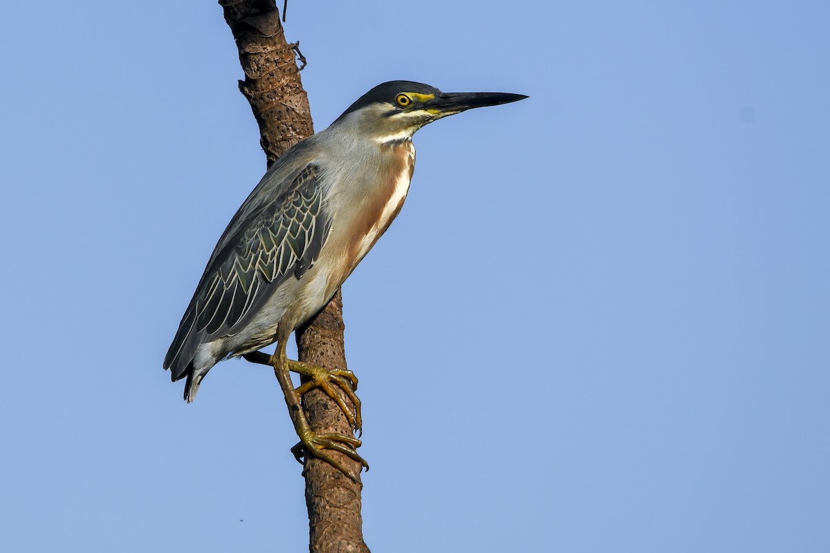Striated Heron - ML645956574