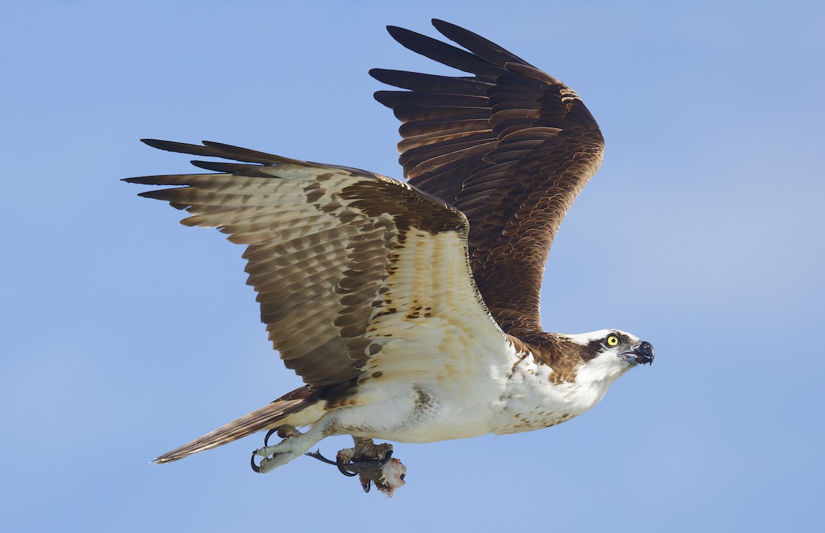 魚鷹 - ML645956575