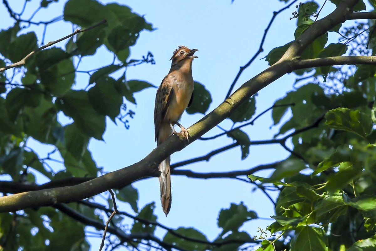 Striped Cuckoo - ML645956576
