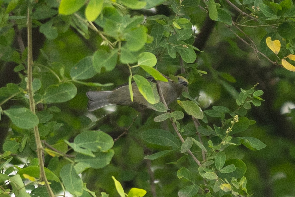 Palm Tanager - ML645956577