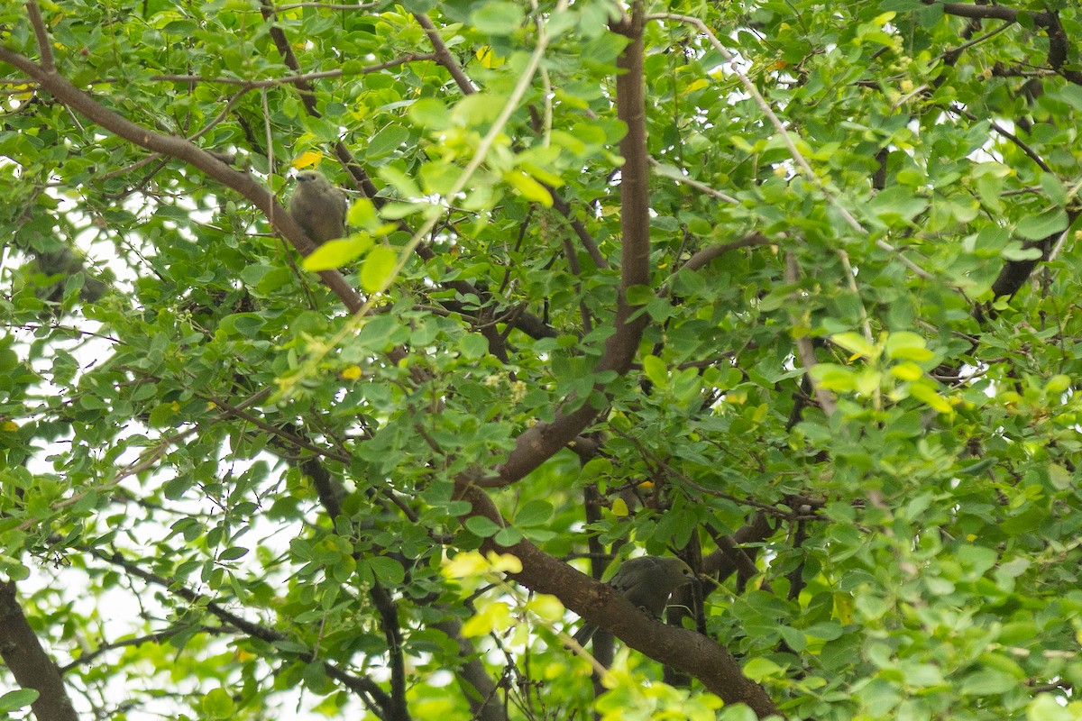 Palm Tanager - ML645956578