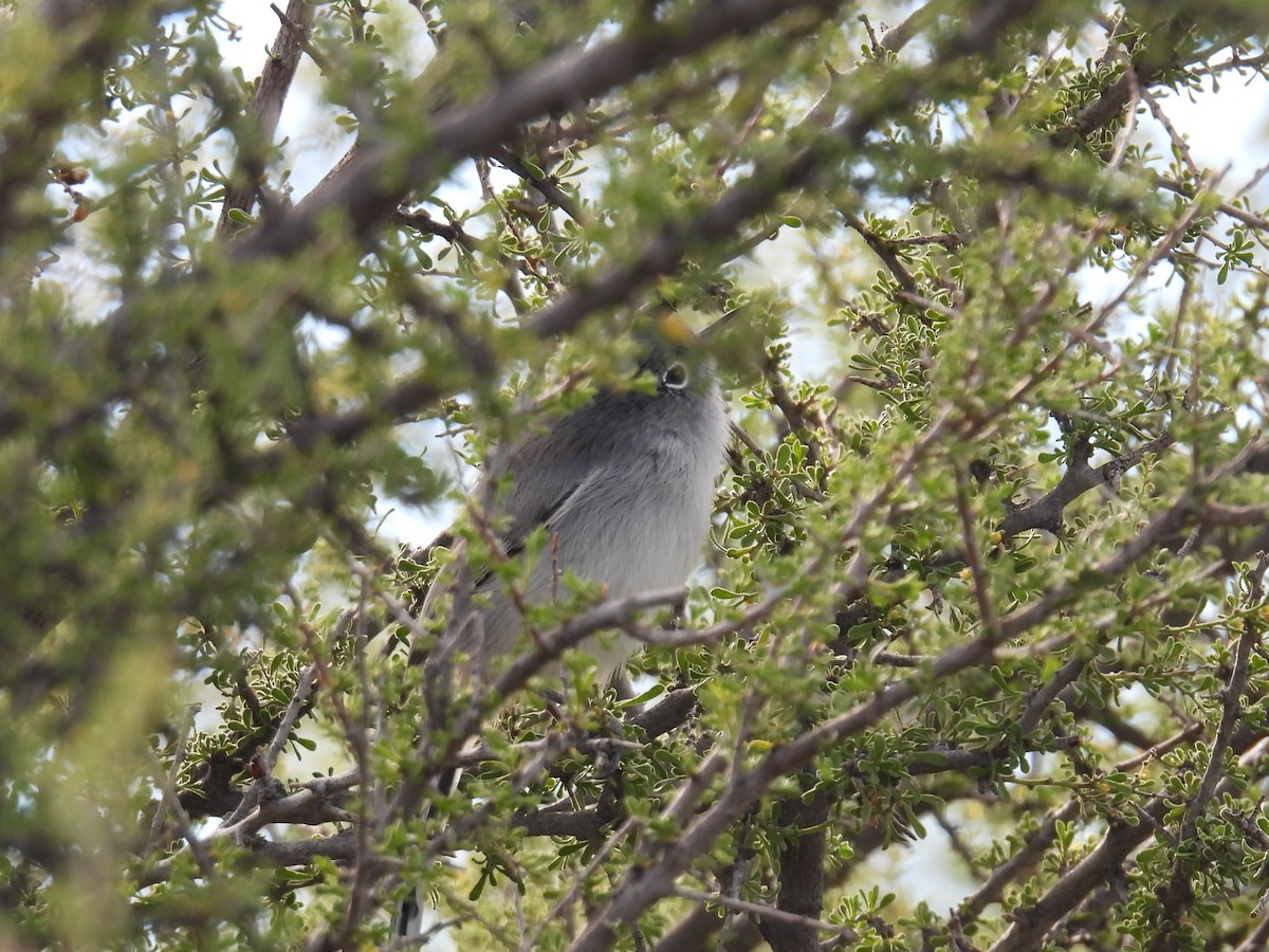 Black-tailed Gnatcatcher - ML645956582