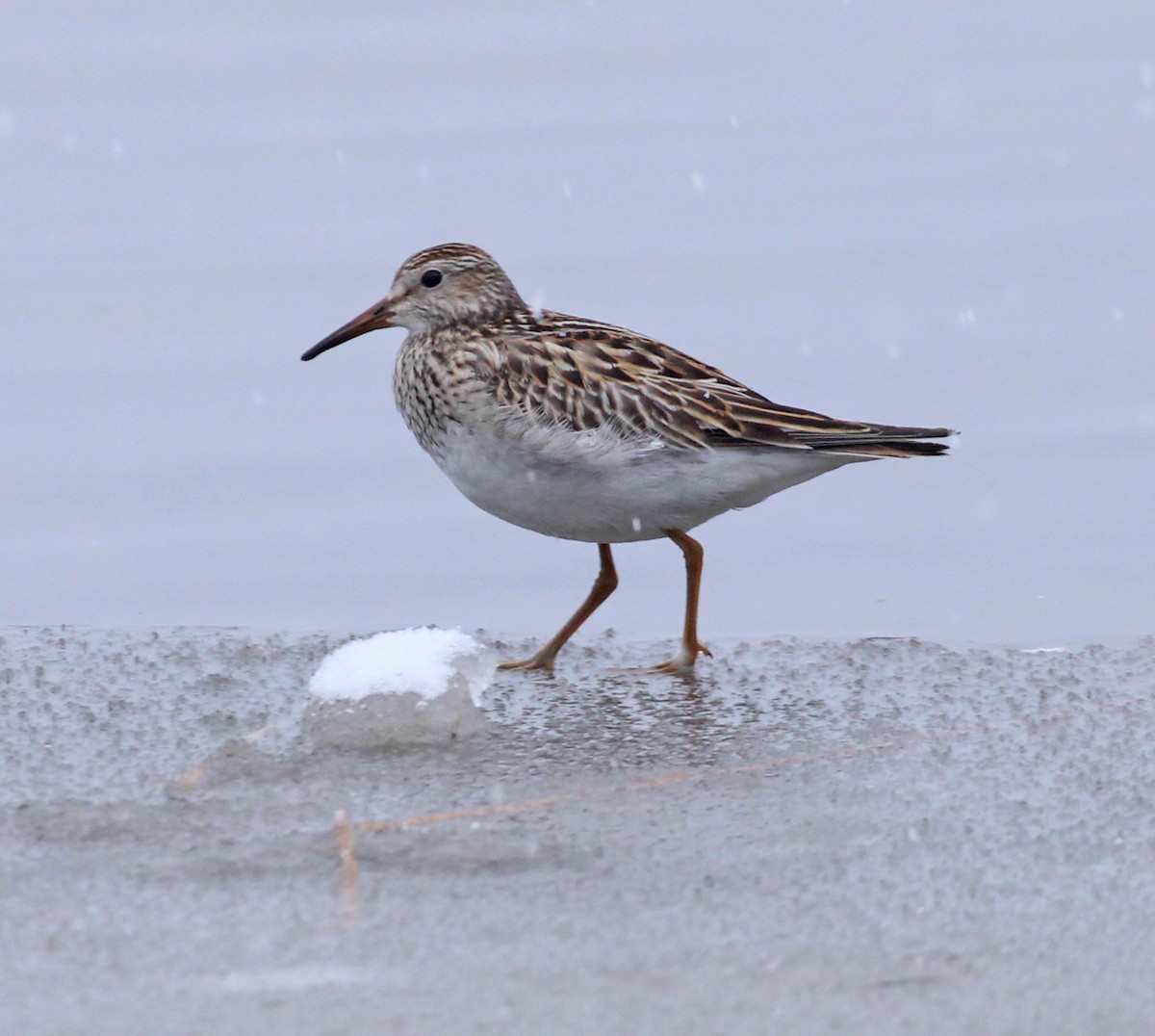 美洲尖尾濱鷸 - ML645956583