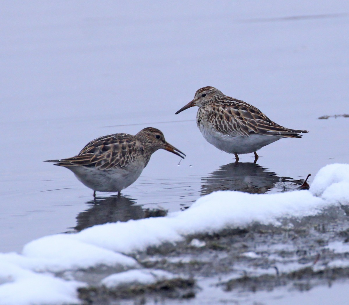 美洲尖尾濱鷸 - ML645956584