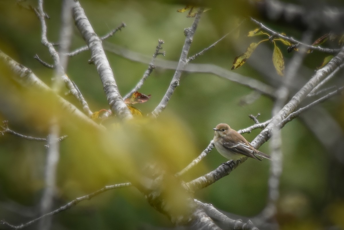 European Pied Flycatcher - ML645956585