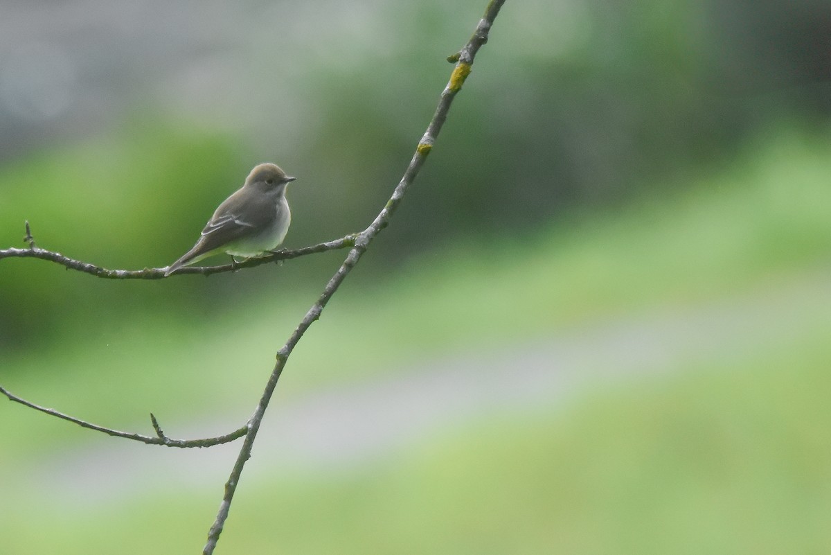European Pied Flycatcher - ML645956586