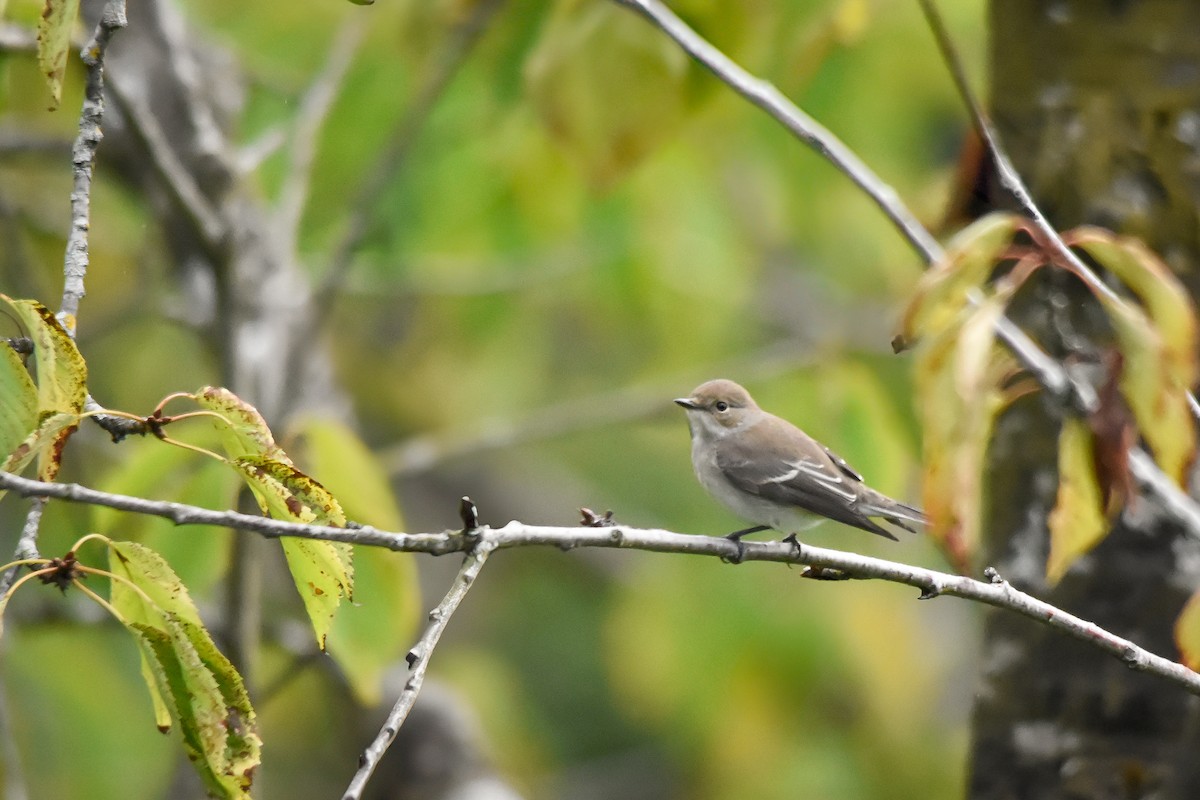 European Pied Flycatcher - ML645956587
