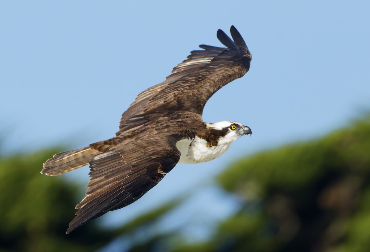 魚鷹 - ML645956588