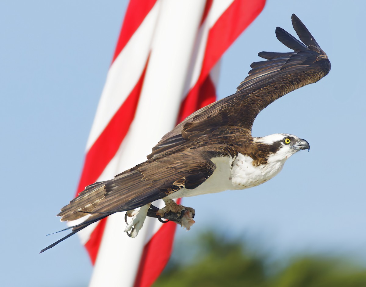 魚鷹 - ML645956589