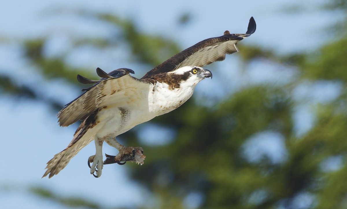 魚鷹 - ML645956590