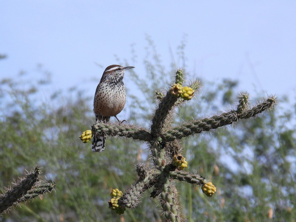 Cactus Wren - ML645956591