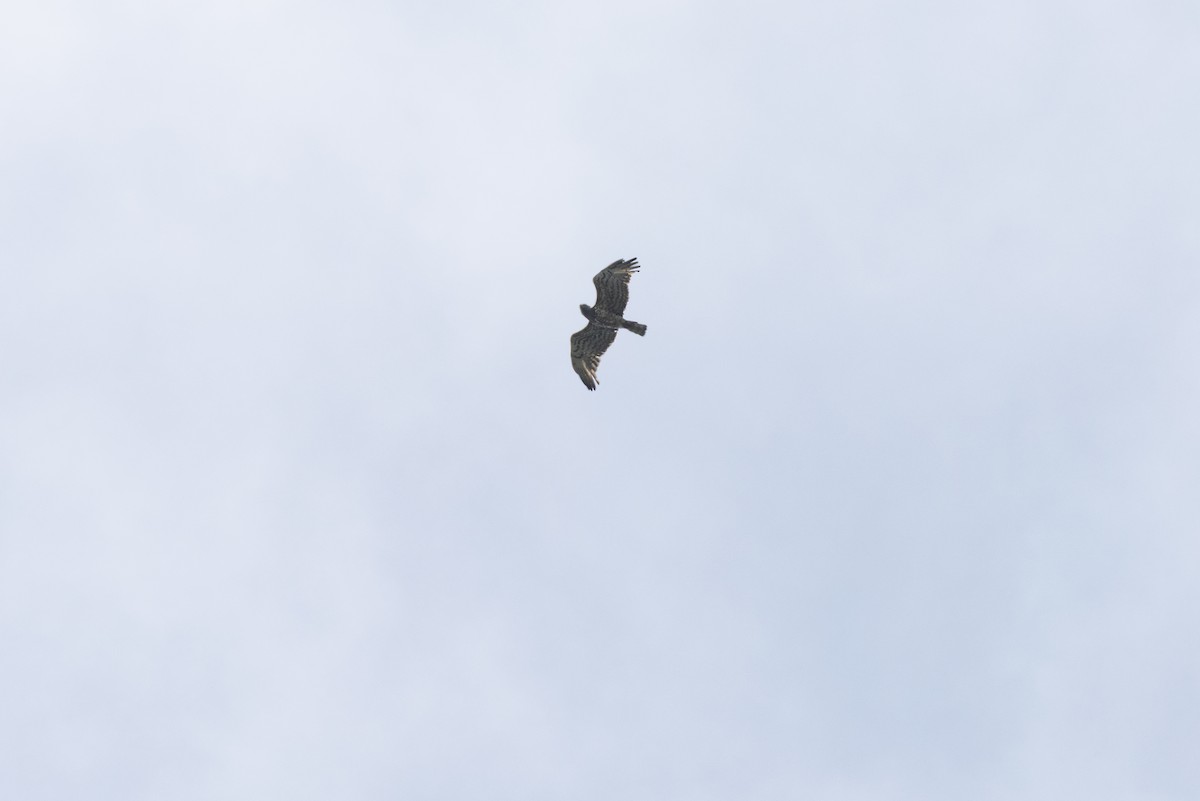 orlík krátkoprstý - ML645956599