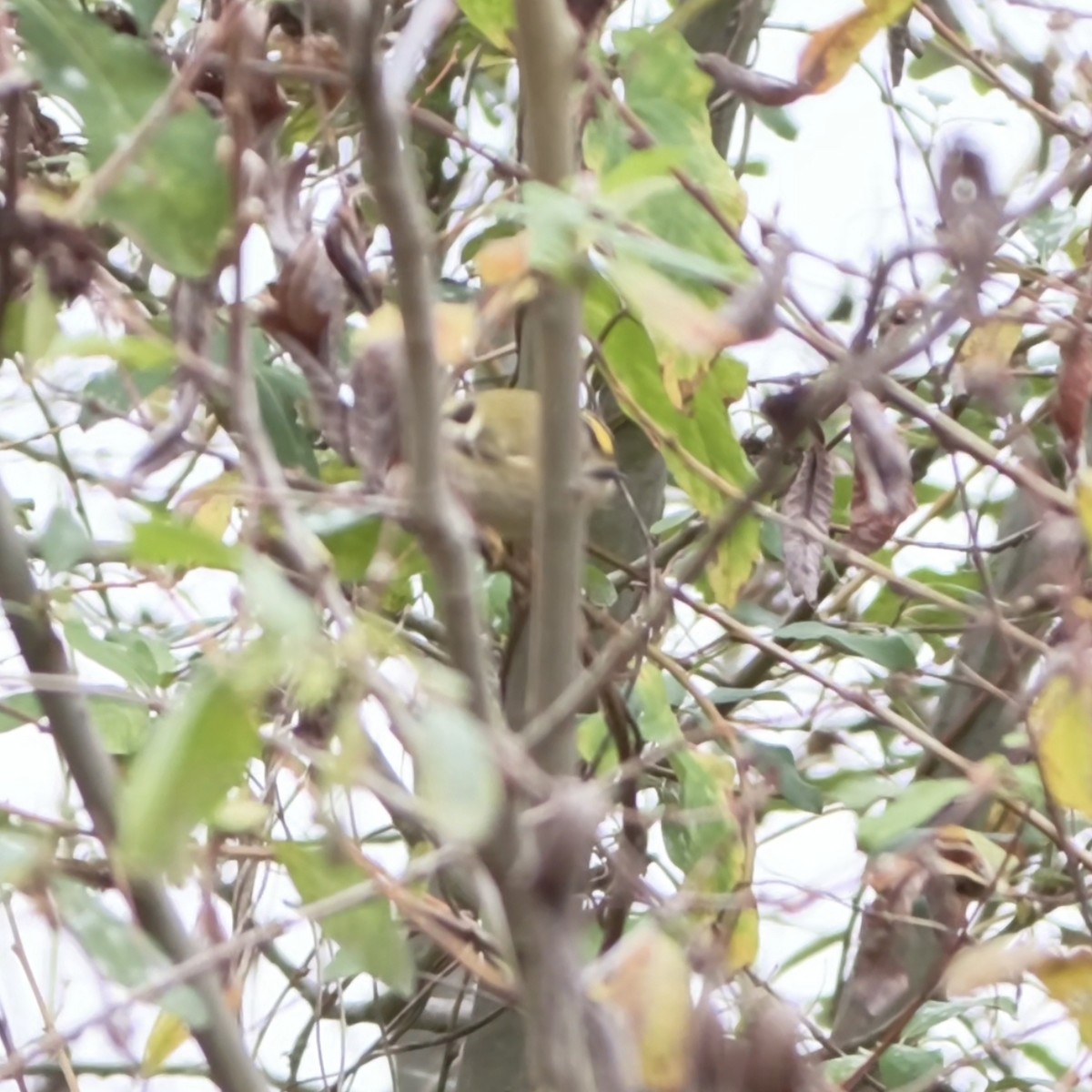 Шар мэлзэн задуулай - ML645956602