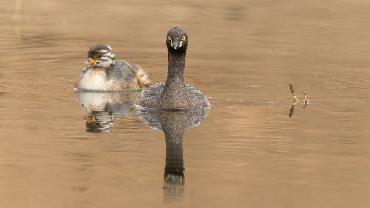 Australasian Grebe - ML645956605