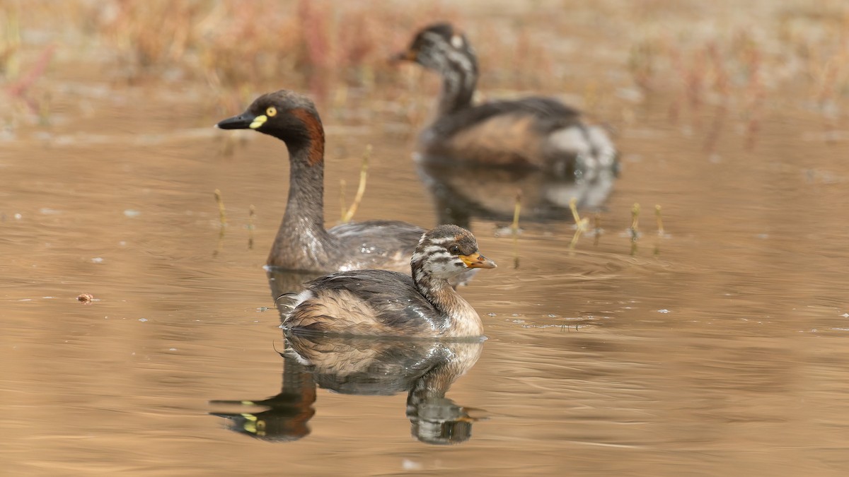 Australasian Grebe - ML645956606