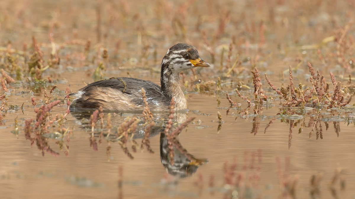 Australasian Grebe - ML645956607