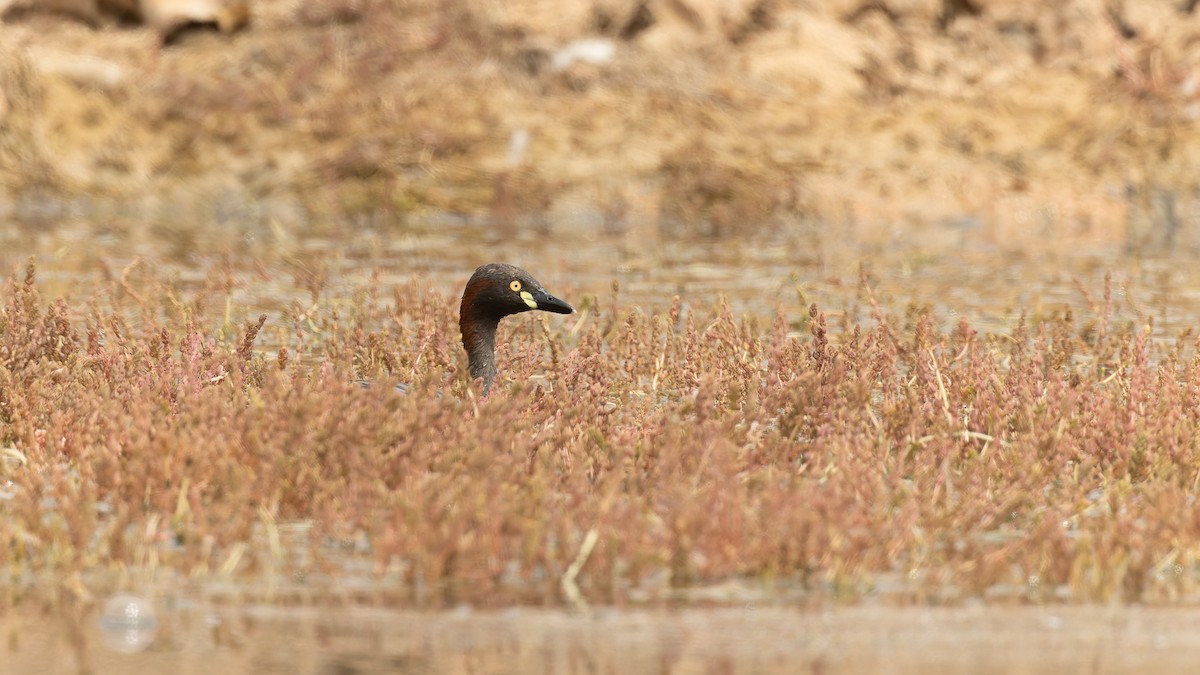 Australasian Grebe - ML645956608