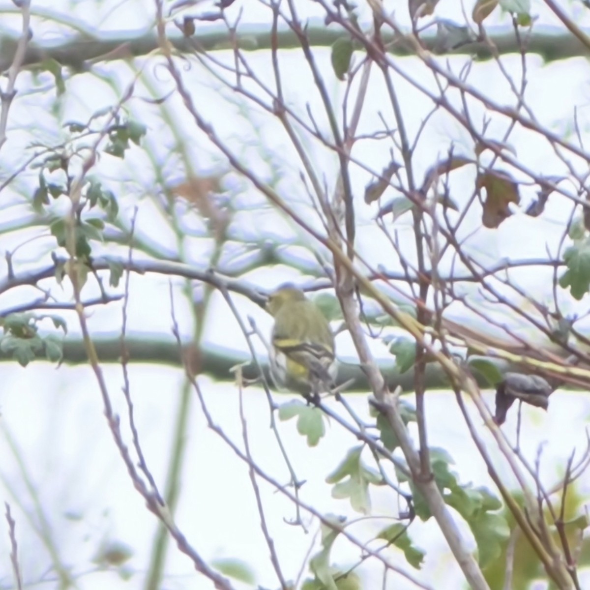 Эгэл ногоолзой - ML645956611