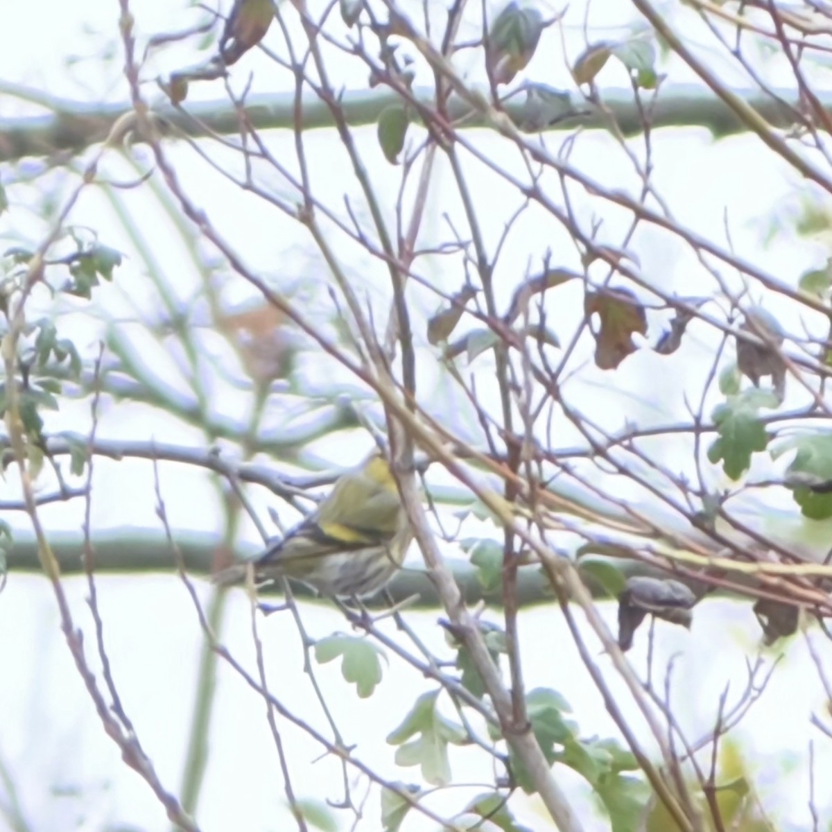 Эгэл ногоолзой - ML645956612