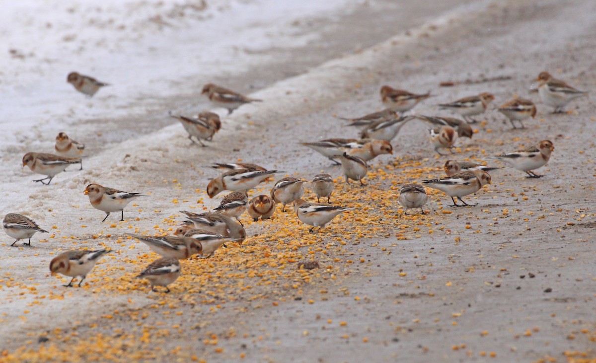 Schneeammer - ML645956617