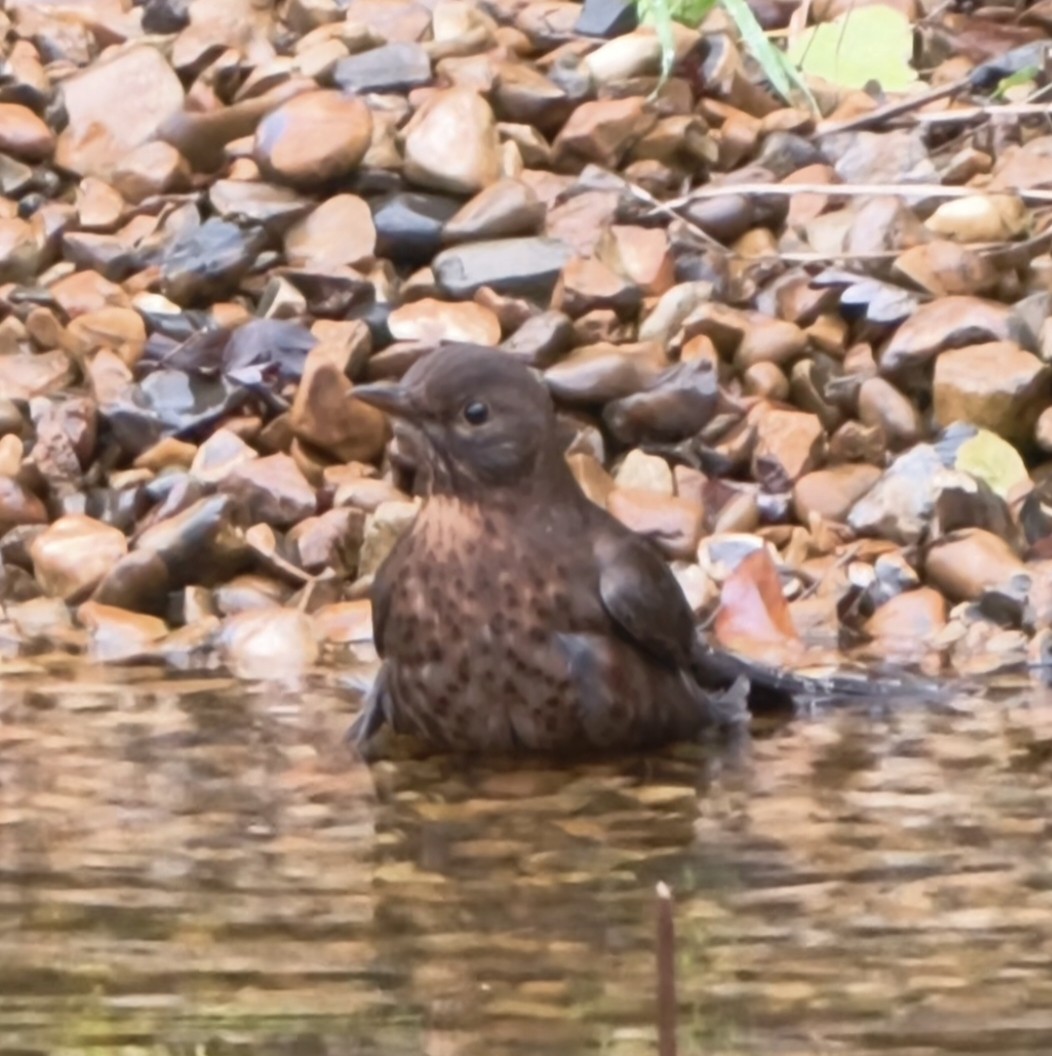 Хар хөөндэй - ML645956622