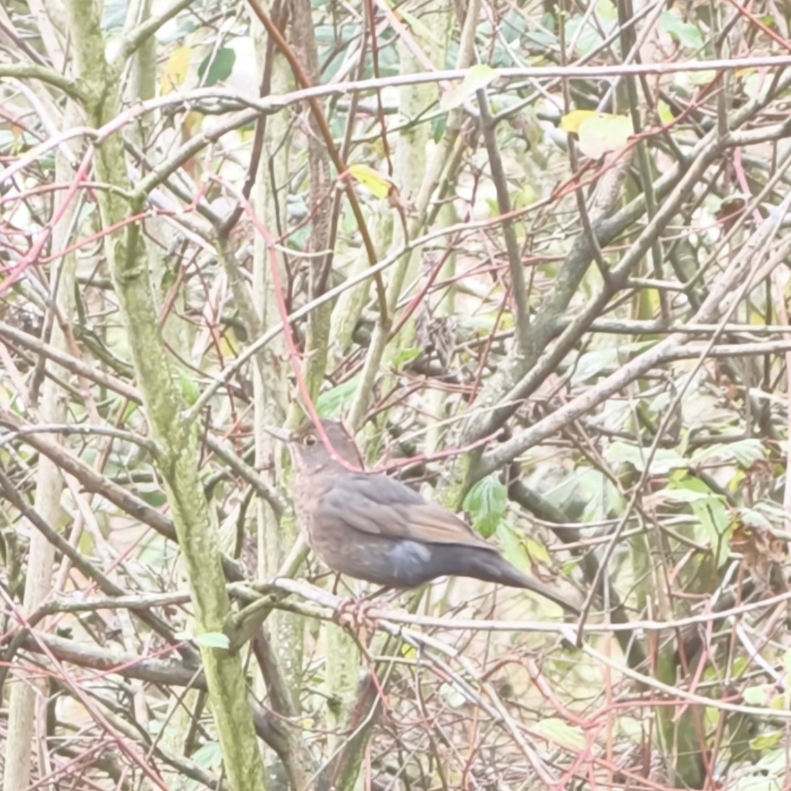 Хар хөөндэй - ML645956623