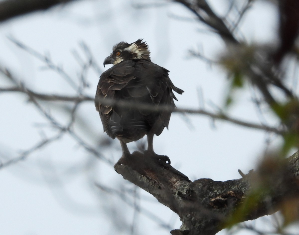 orlovec říční - ML645956624