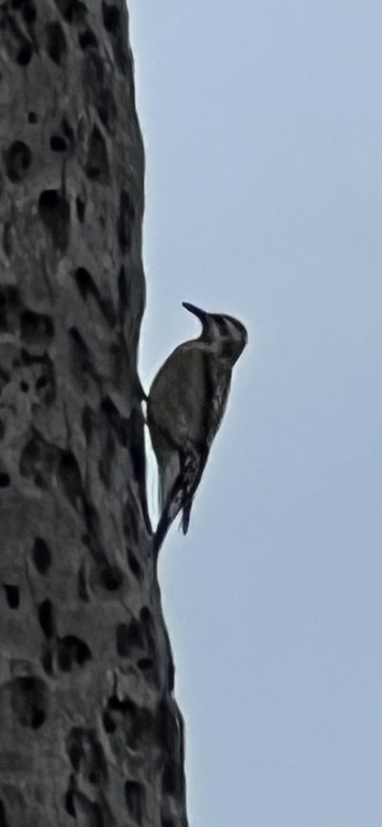 Желтобрюхий дятел-сокоед - ML645956632