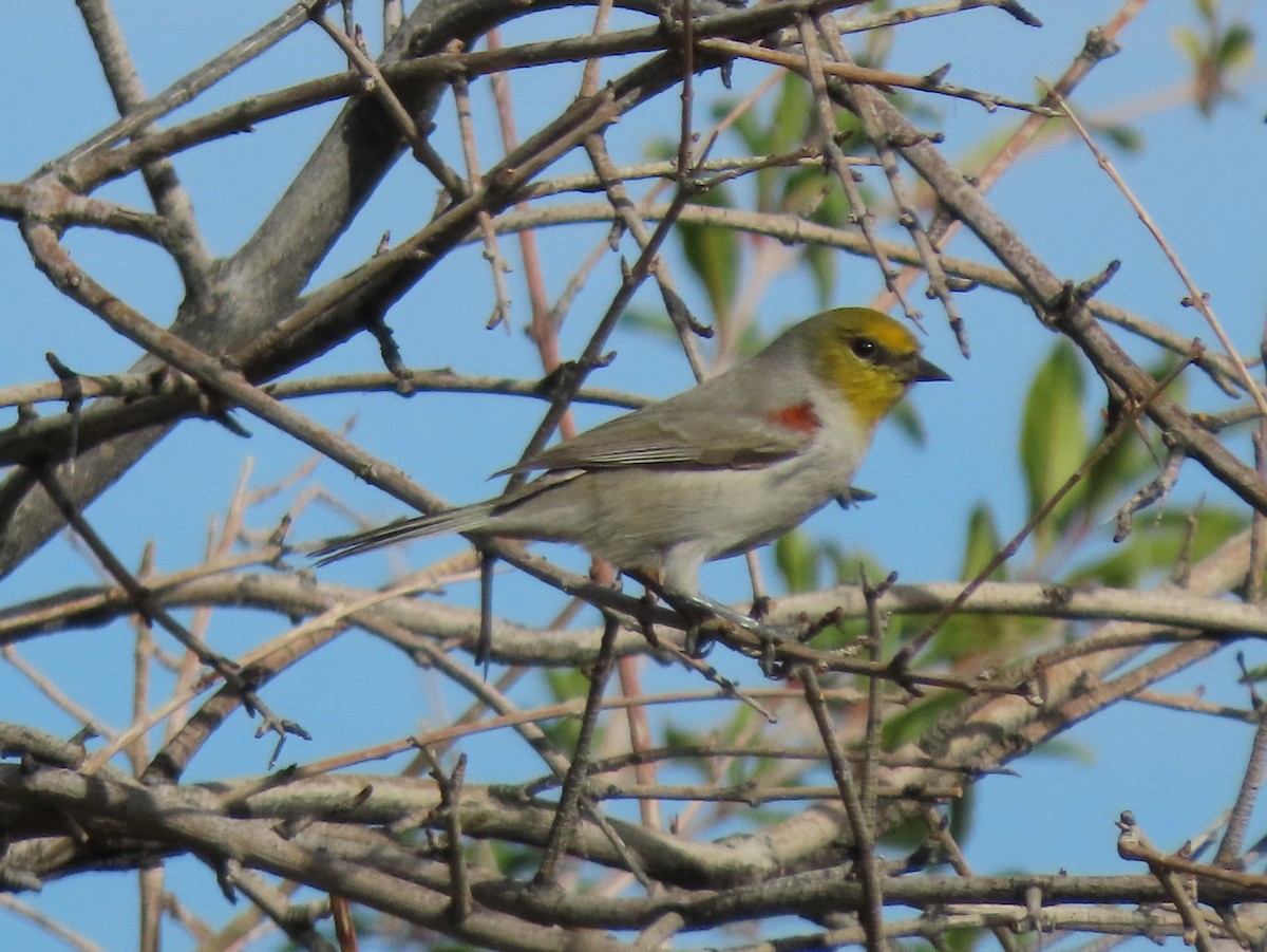 Verdin - ML645956634
