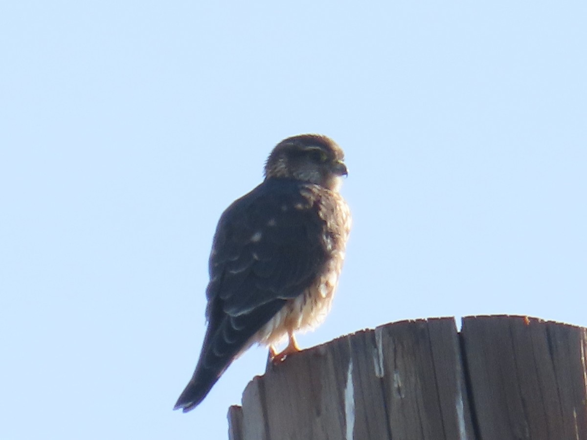 Merlin (Taiga) - ML645956637