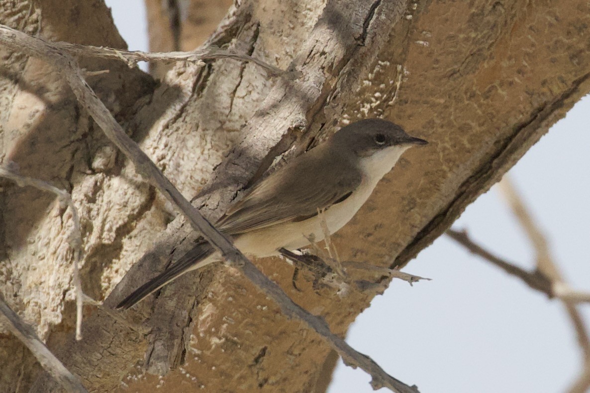Lesser Whitethroat - ML645956639